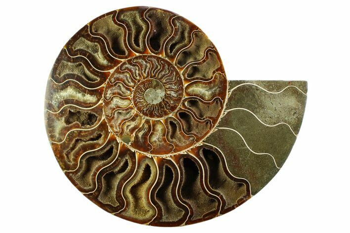 Cut & Polished Ammonite Fossil (Half) - Madagascar #359531